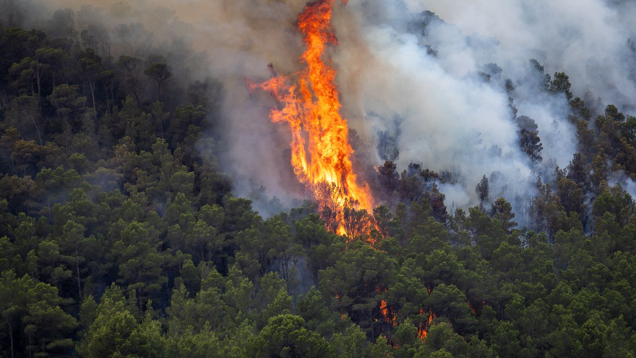 Горските пожари в Португалия взеха първата си жертва днес, предаде