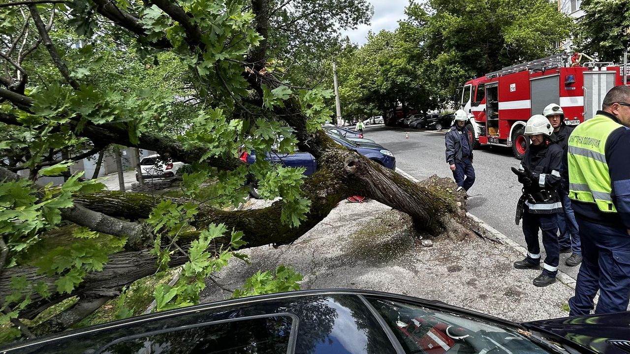 Дърво падна върху паркирани коли в Пловдив