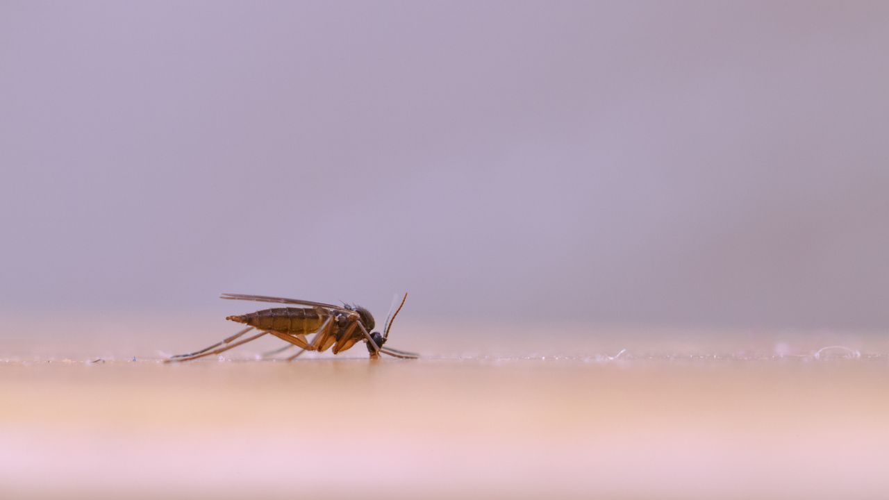 Мушица на 151 милиона години променя представите ни за еволюцията