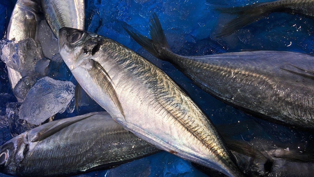 В Черно море изчезнаха сафрид, чернокоп и паламуд