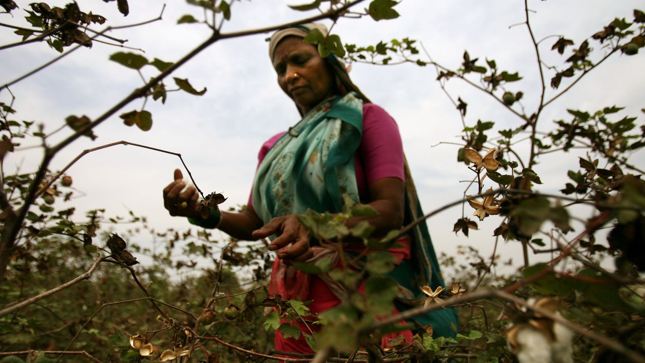 Дъждове доведоха до рекордeн спад на производството на памук в Индия