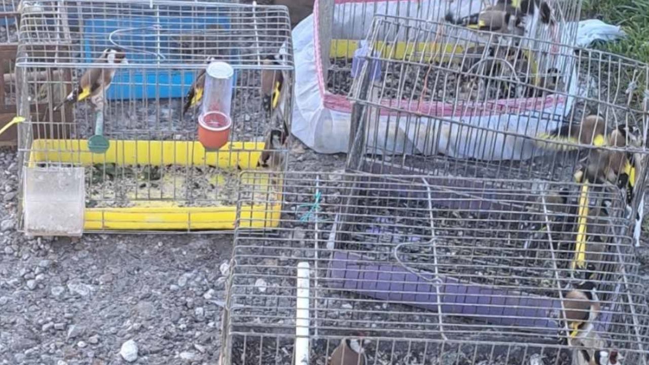 Контролните действия са осъществени със съдействието на автопатрул на Жандармерията