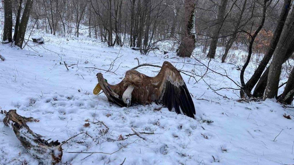 Дългосрочните усилия за опазване на природата и възстановяването на видове