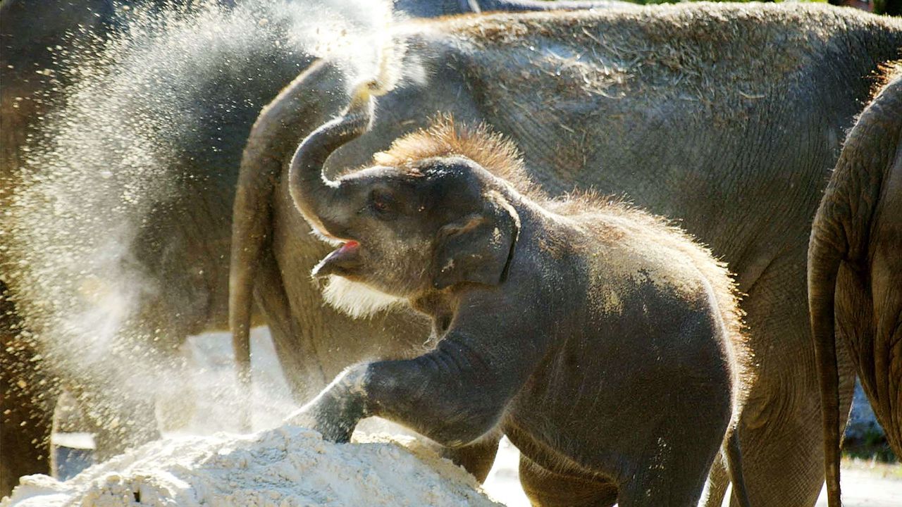 Зоопаркът Бовал“ в Централна Франция се сдоби с нов питомец
