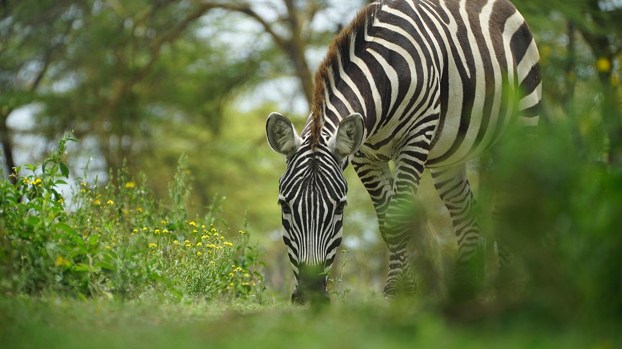 Трима души, сред които дете, пострадаха днес при бягство на
