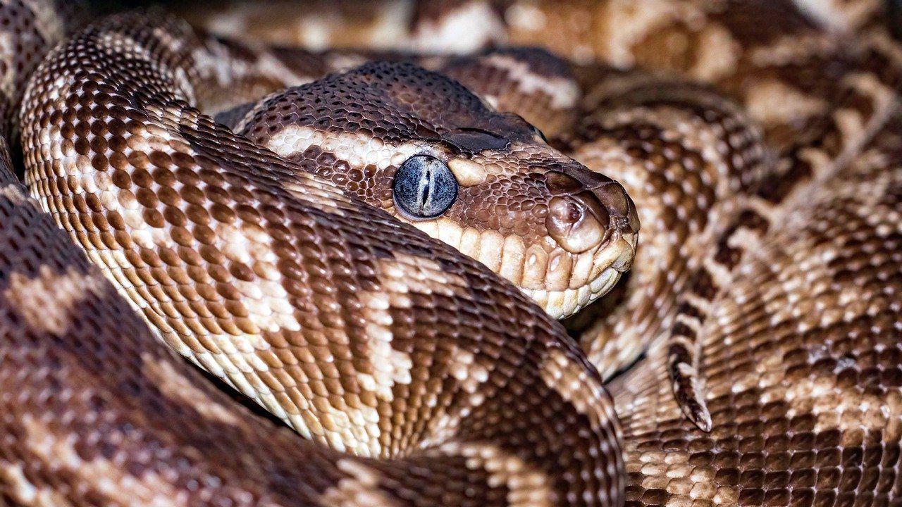 Арестуваха двама мъже, изяли питон