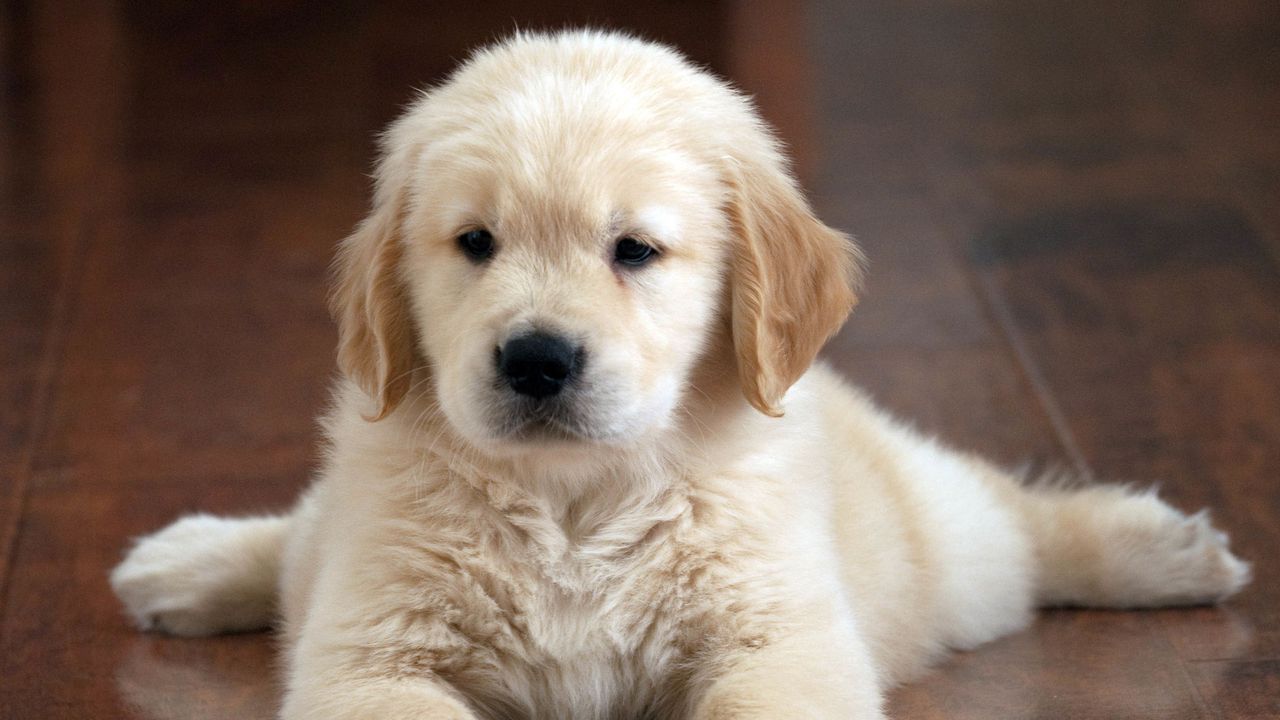 Полицаи спасиха кученце, изхвърлено в торба в канавка