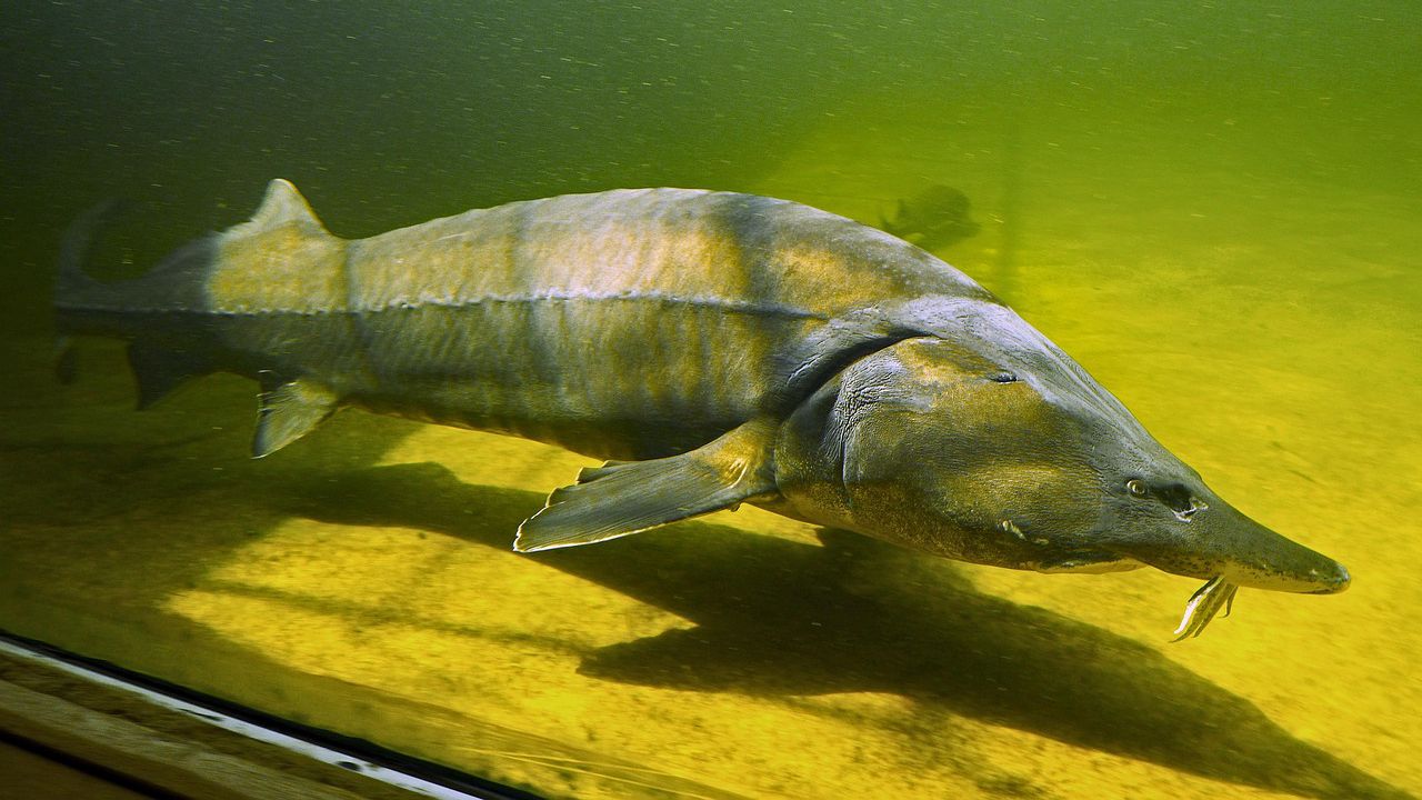 Учени от Турция възстановиха изчезнали видове есетрови риби в опит да разширят производството на хайвер в Черноморския регион на страната