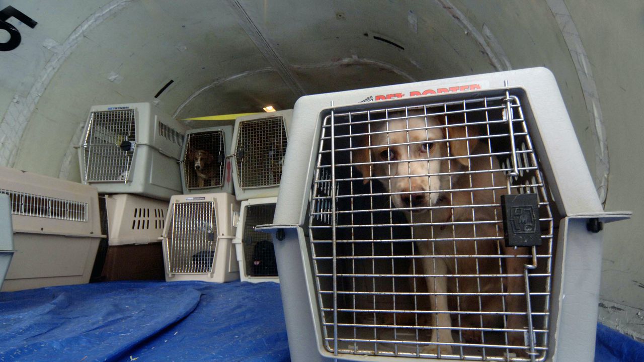 Куче, изгубено от авиокомпания, вече ще се възприема като обикновен