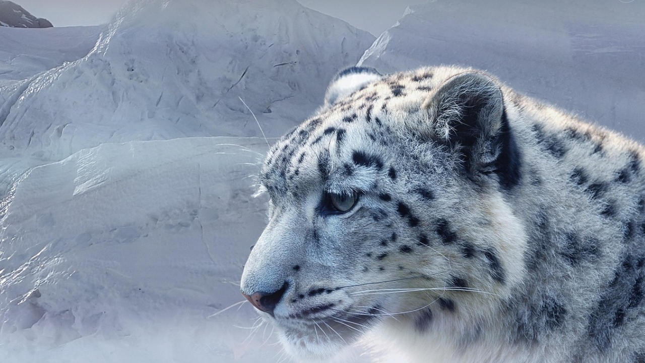 Монголия се присъедини към Международния фонд за опазване на снежния леопард