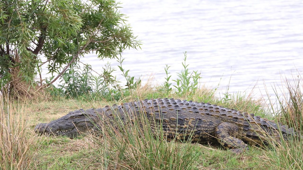 Някои праисторически крокодили са ловували, скачайки от дърветата, смятат учени