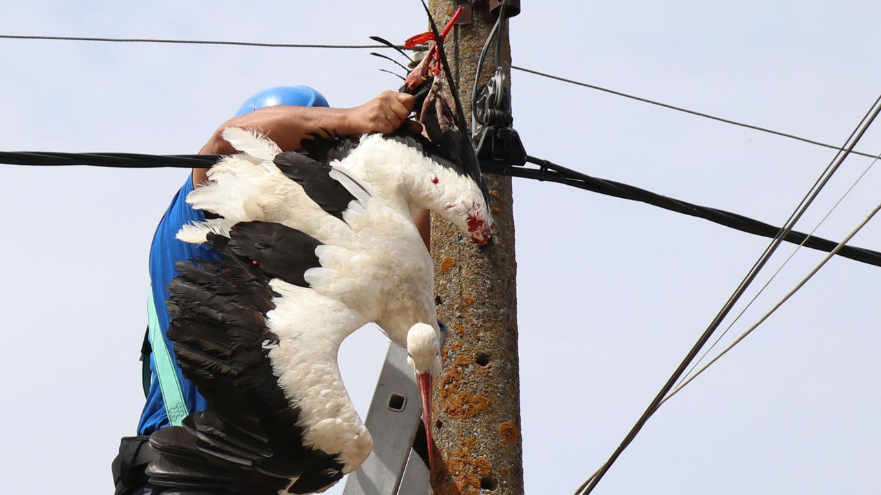 Служители на Енерго-Про спасиха щъркел, който се бе оплел в