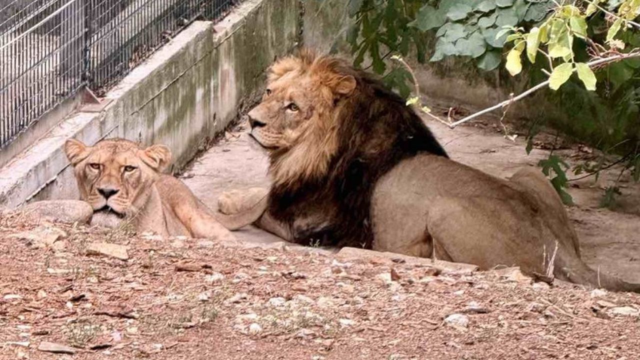 Две лъвици и лъв са най-новите обитатели на зоопарка в