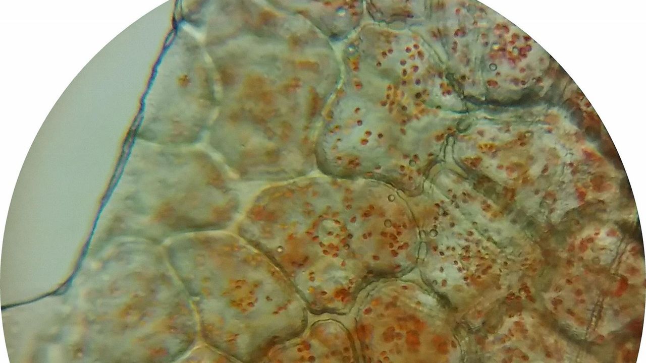 Учени откриха как умиращите клетки могат да помогнат за разпространението на вируси