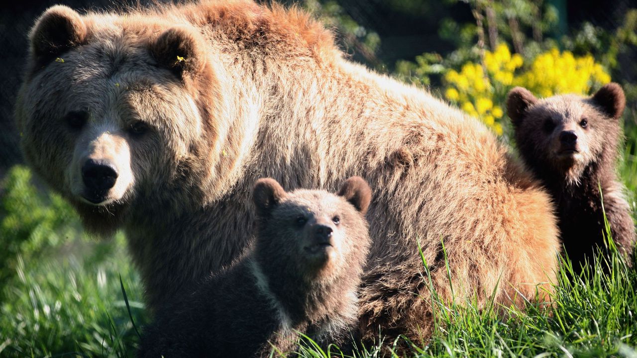 Над 20 мечки са засечени в Балкана между Сопот и Калофер