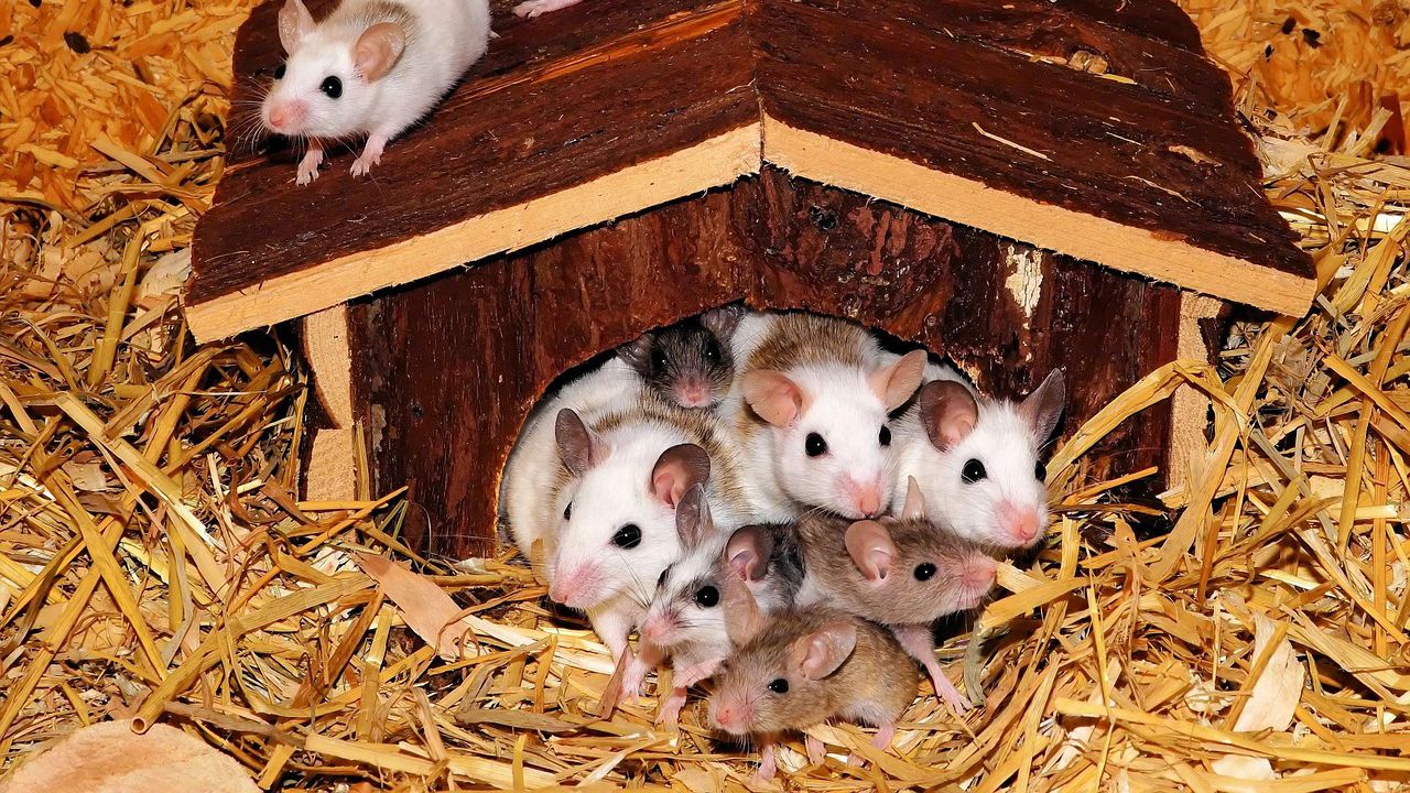 Учени трансплантираха човешки мозъчни клетки на мишки, намалявайки депресивното им поведение