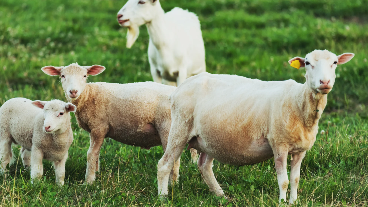 Общо пет са установените до момента огнища на шарка по