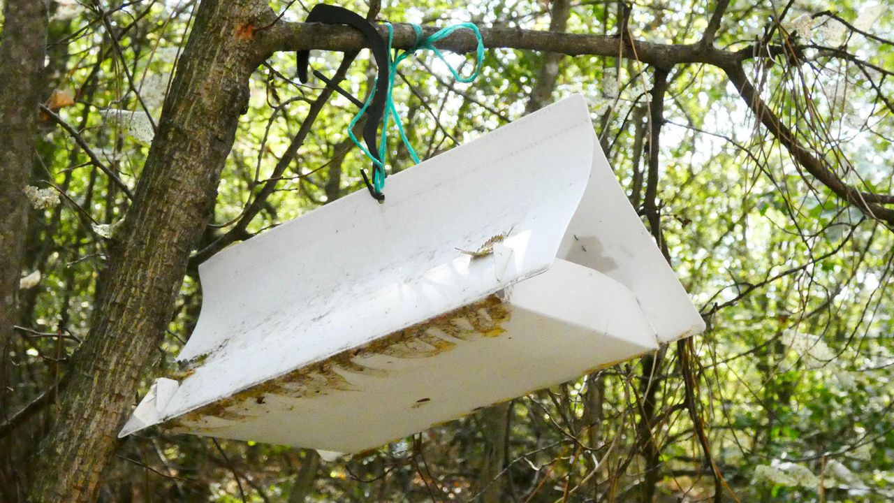 Боровата процесионка е много добър индикатор за климатичните промени, заради