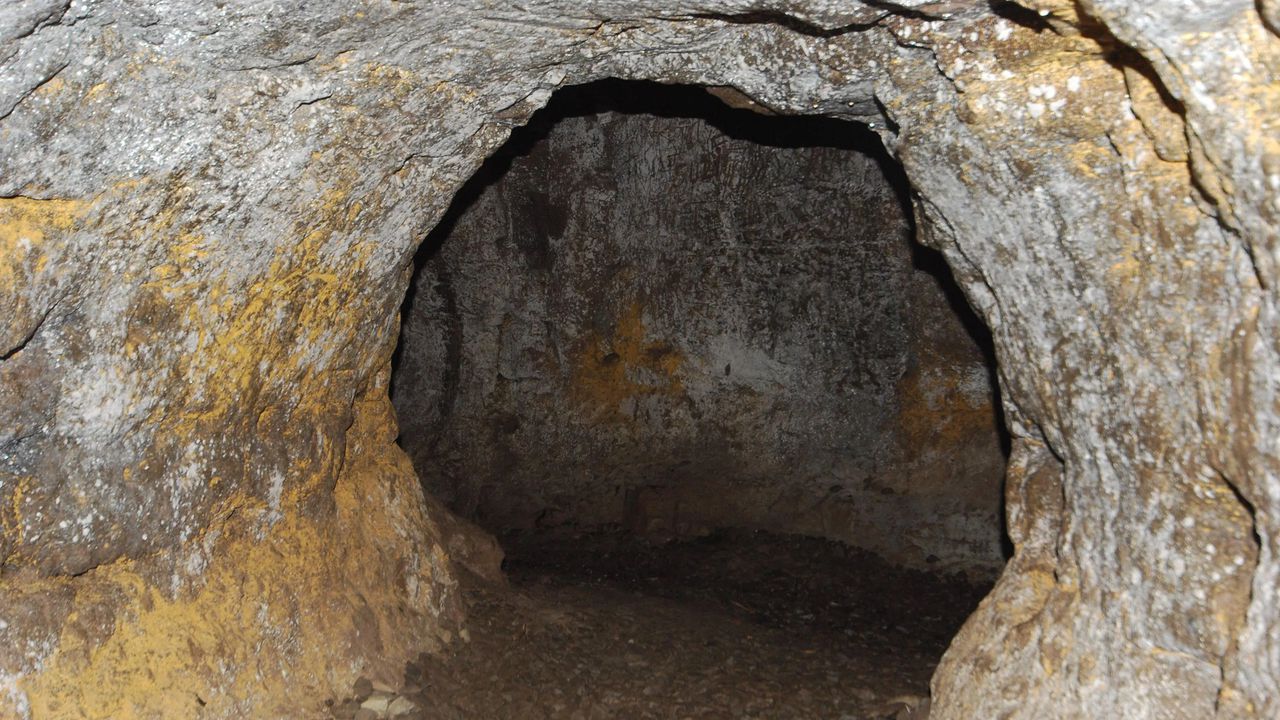 Може би гигантският ленивец се е криел в безопасността на