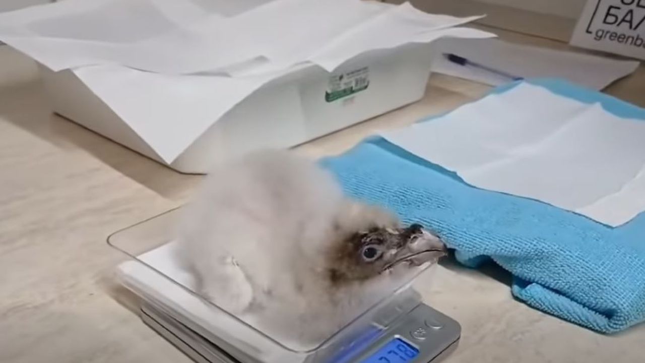 То е от едно от двете яйца, снесени от най-опитната