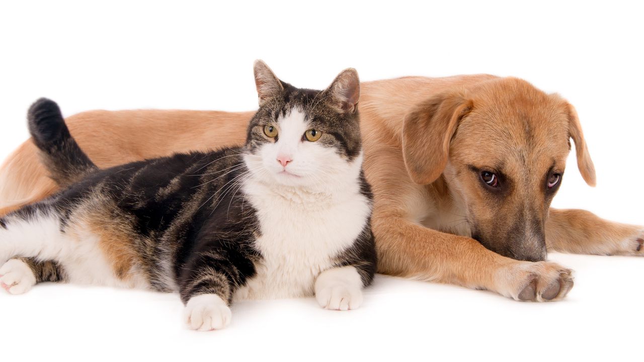 Разследват смъртта на куче и котка в Кюстендилско