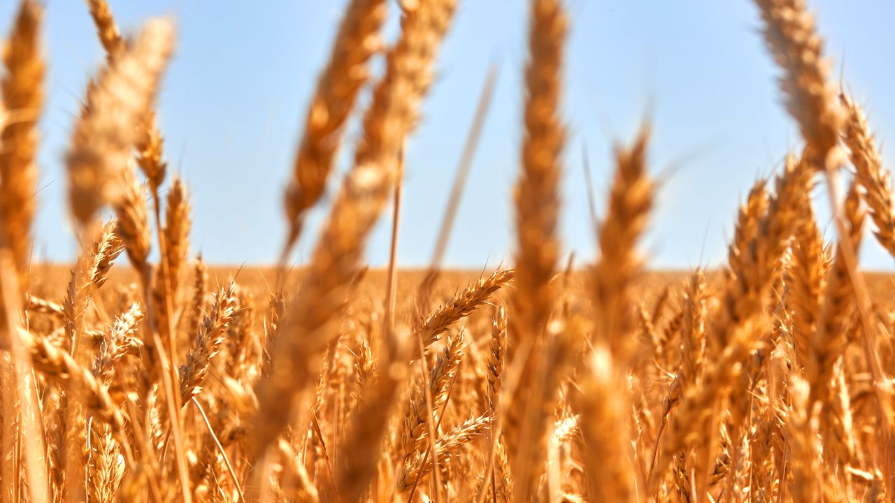 Цената на пшеницата в Европа остава стабилна, в САЩ се покачва през седмицата