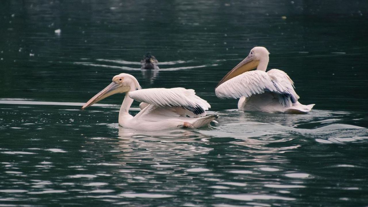 Тази година преброяването е било в периода 15-18 януари, като