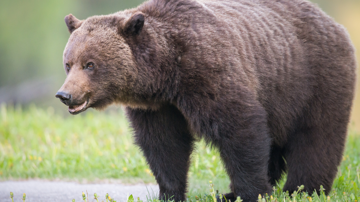 Засякоха мечка край къщи в Карлово