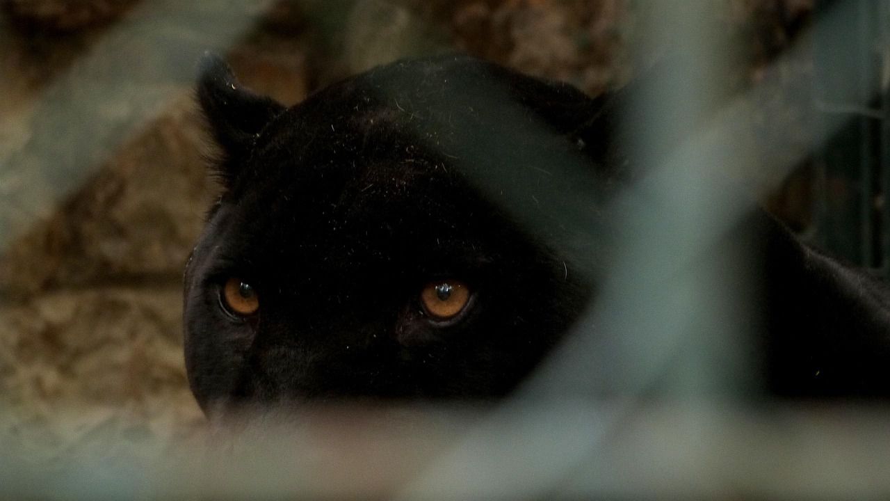 Диво животно, отглеждано в домашни условия, би проявило агресия към