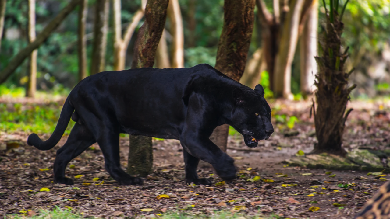 Викат зооексперт от Варна, за да упоят пантерата в Шуменското