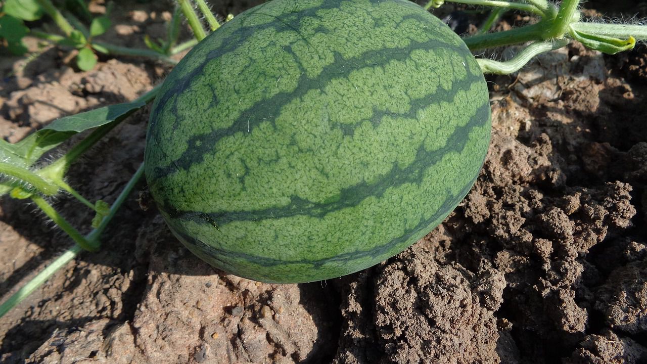 В разгара на лятото - има ли на пазара български