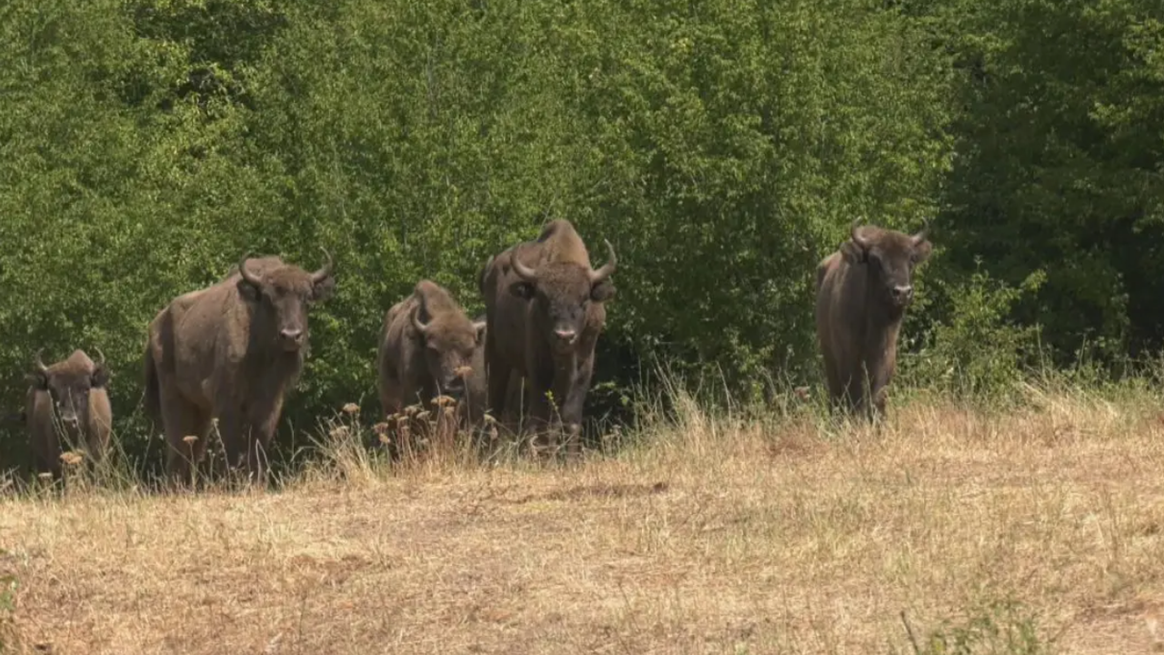 9 диви европейски бизона - вид, който е застрашен от