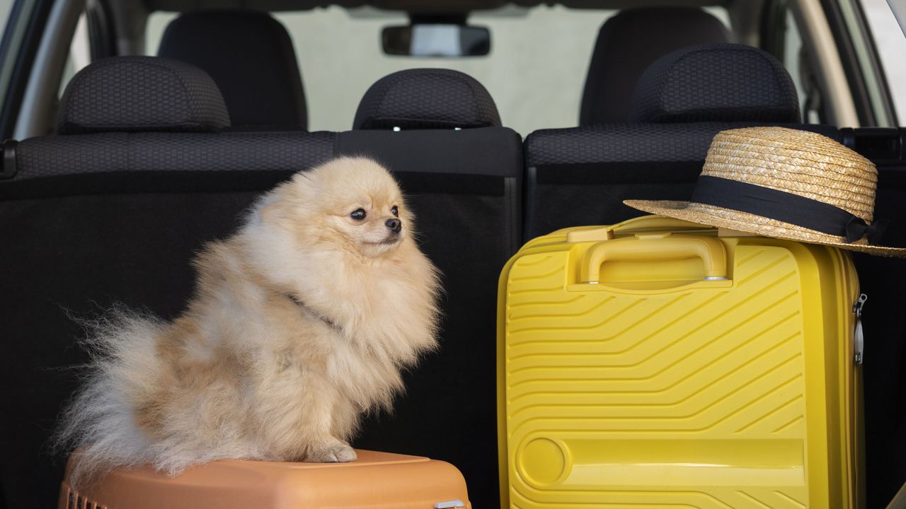 Задържаха и глобиха българка, оставила кучето си затворено в автомобил в Гърция