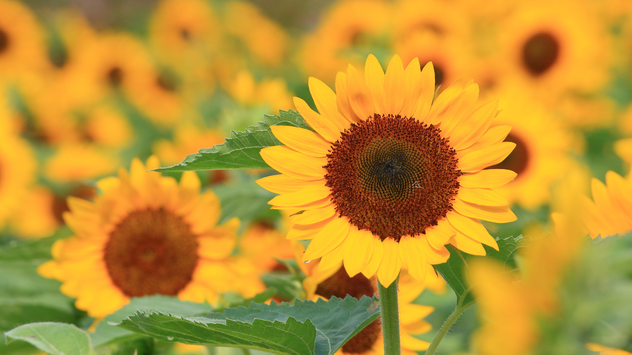 Прогноза за времето