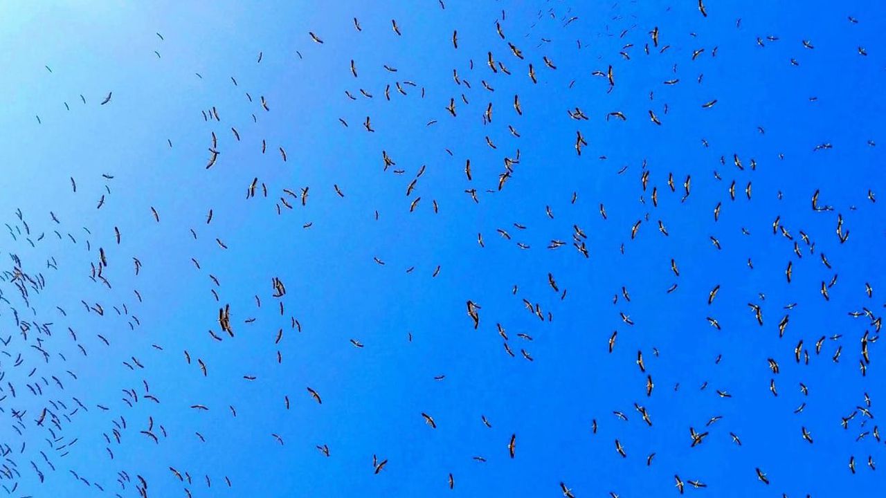 Щъркели вече започнаха да отлитат на юг. Белите птици се