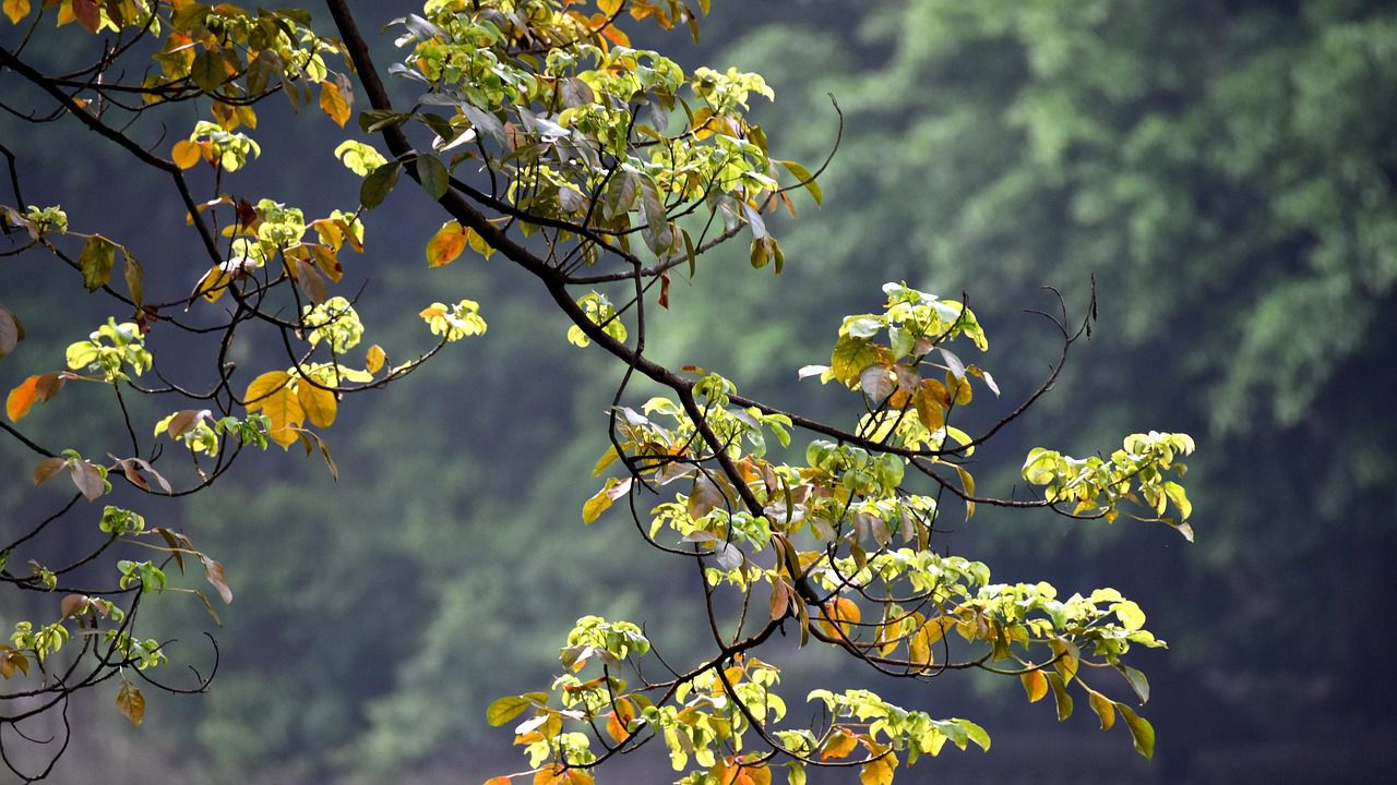 Прогноза за времето