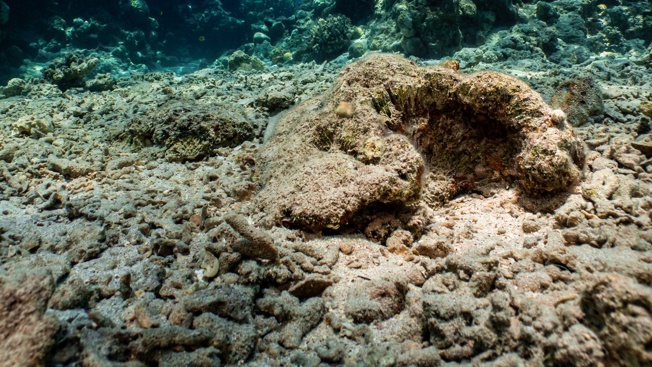 Според изследователите почти две трети от рифовите структури в северната