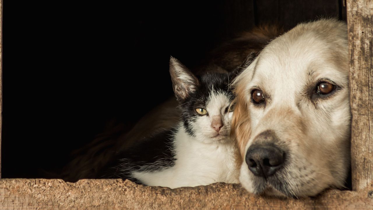 Защитници на животните от Варна протестират пред сградата на Общината