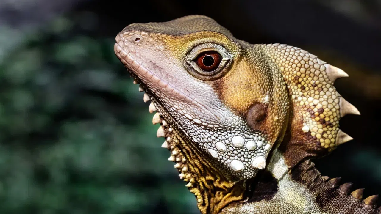 Изследване ръководено от австралийски учени е разкрило скрити костни структури