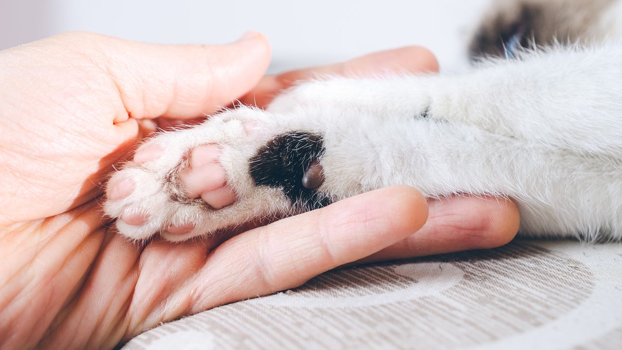 Разследват смъртта на котка в Пернишко