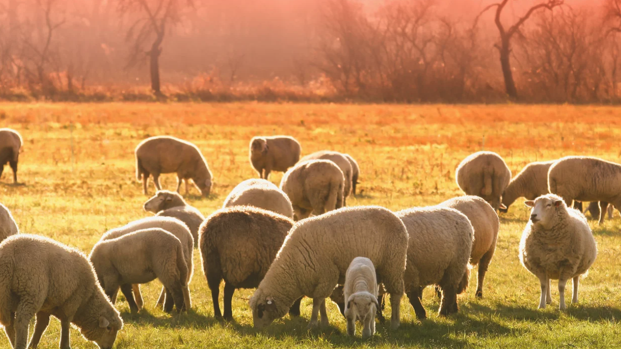 Нараства броят на животни с шарка у нас. Само преди