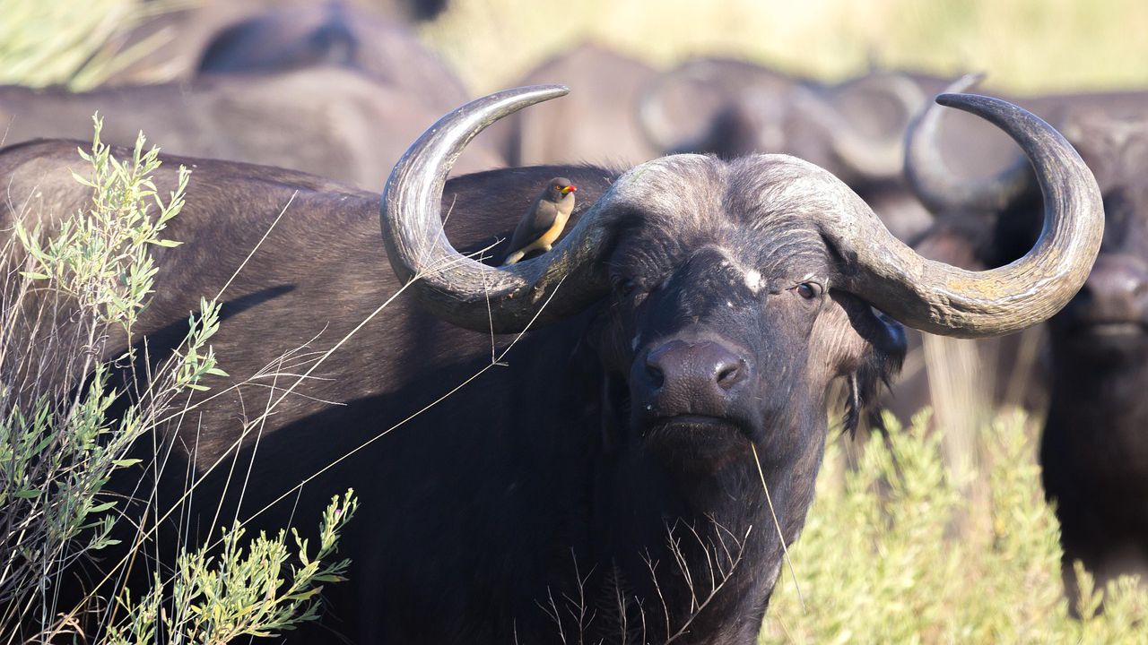 Стадо биволи предизвика катастрофа в София, съобщава Нова телевизия.Едно от
