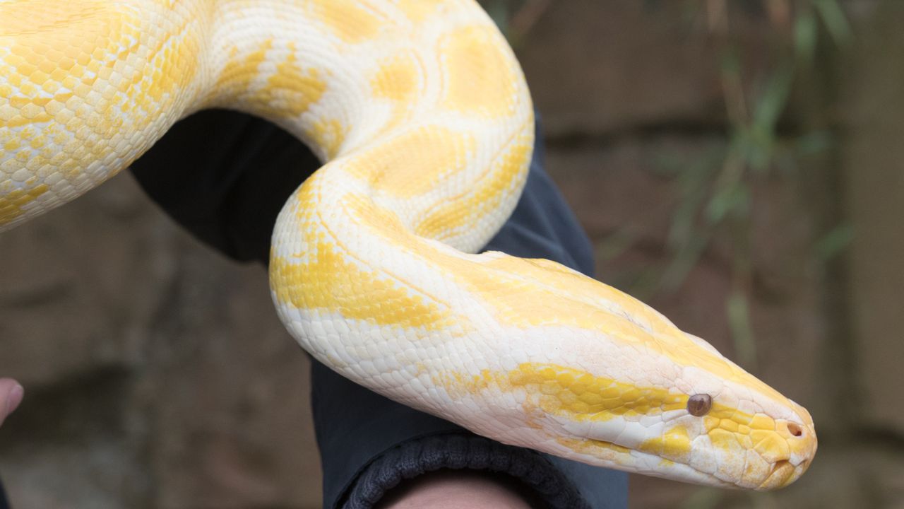В загребския квартал Кайзерица (в западната част на хърватската столица)