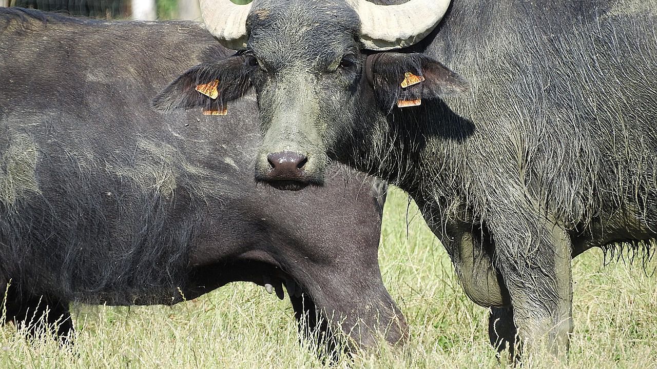 Българската агенция по безопасност на храните е наложила глоби на