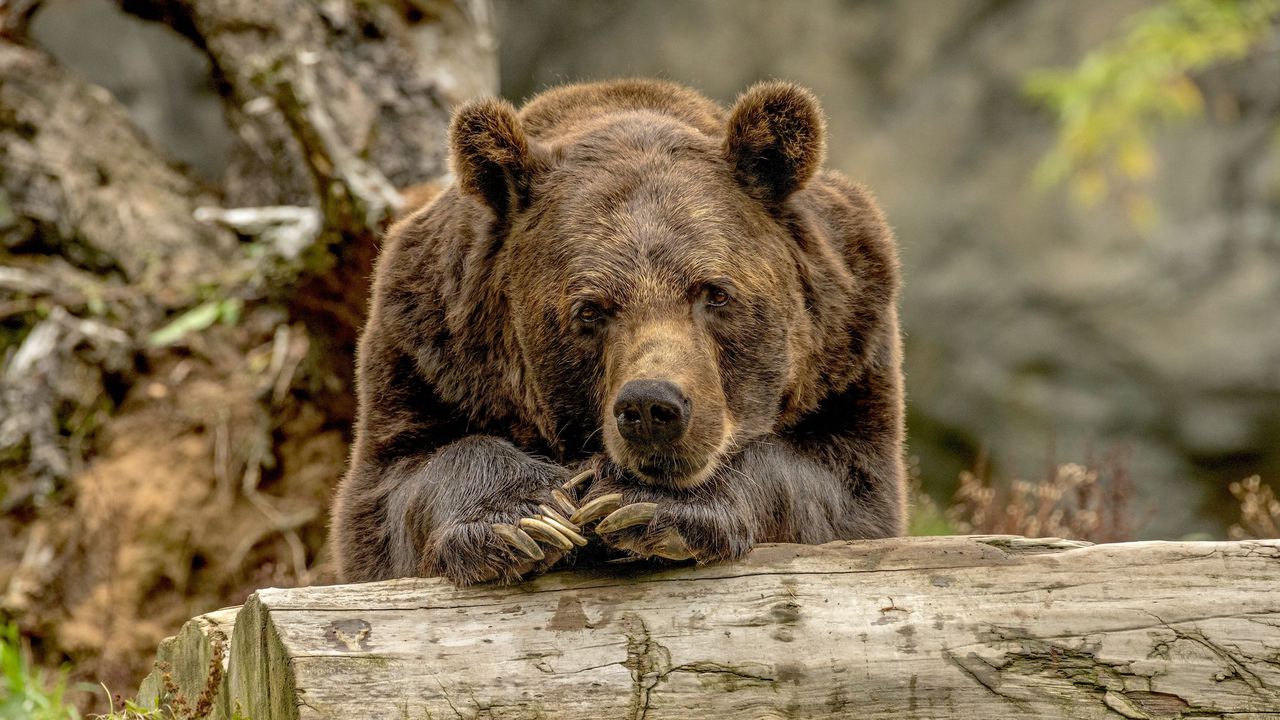 Мечките в Белица се готвят за зимен сън