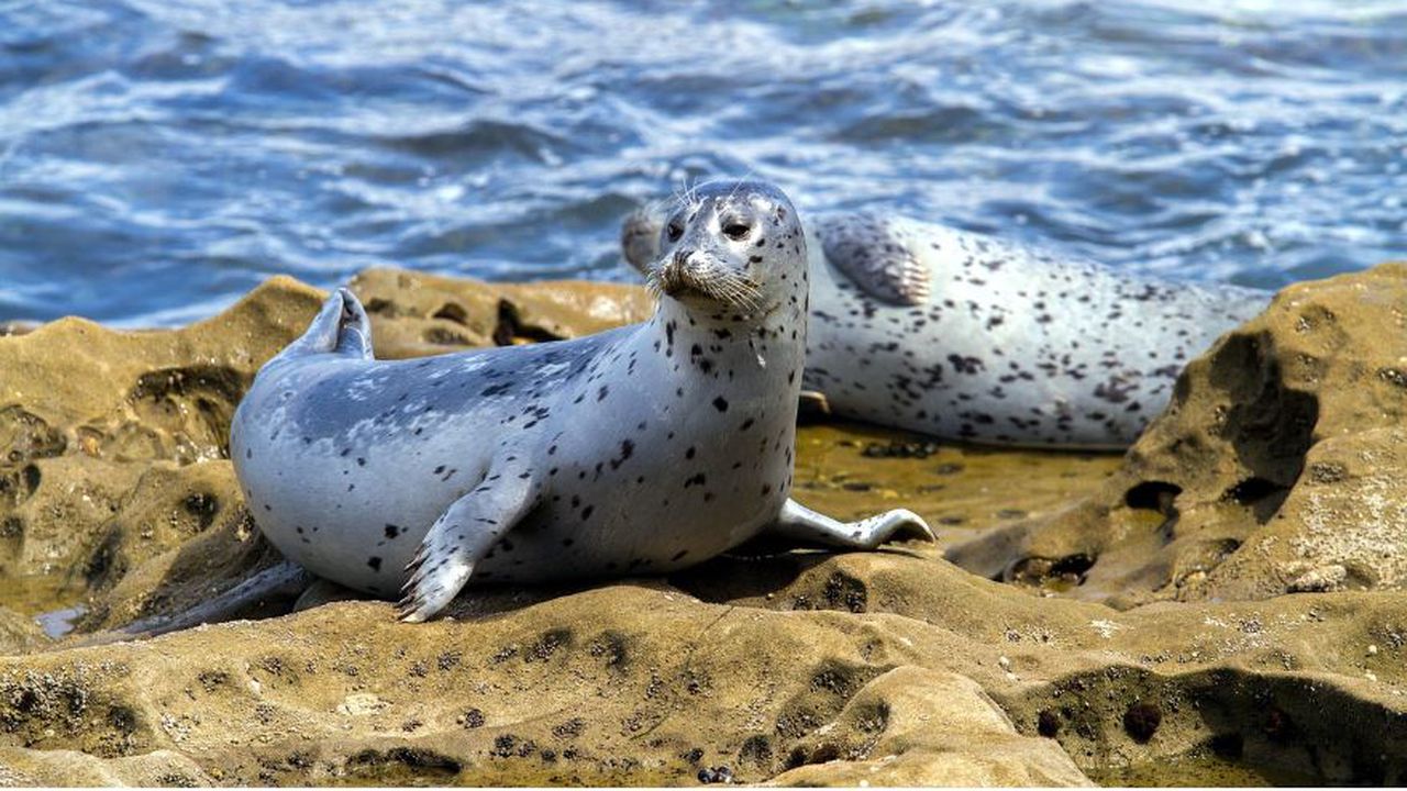 Животните успяват да подремват, дори когато са изправени пред опасност,