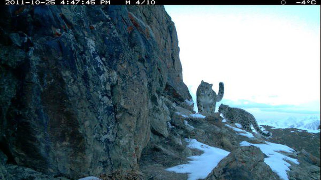 Скрити камери в Афганистан заснеха уникална снимка на снежни леопарди