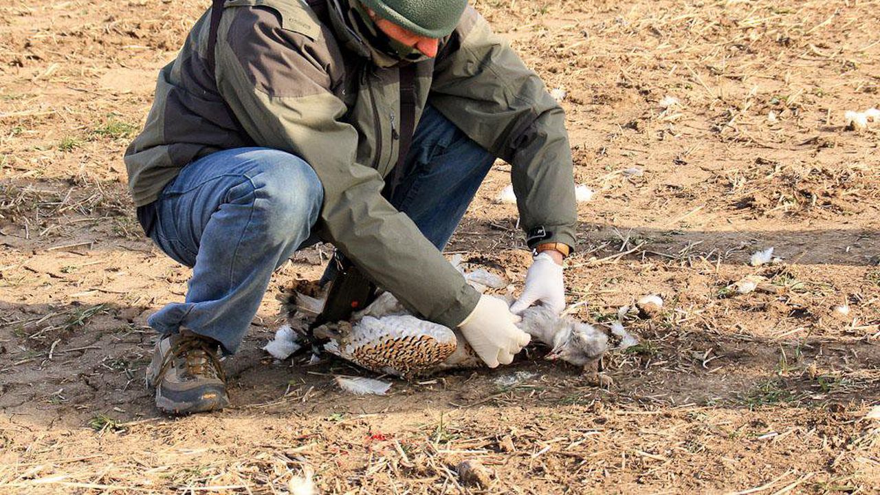 Бракониери убиха една от най - редките птици в света! (снимки)