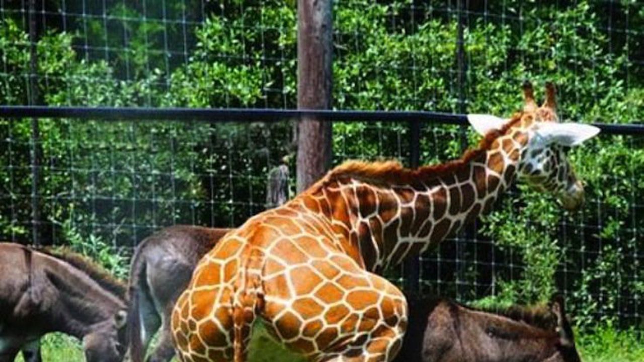 Учат децата да уважават гейовете с приказки за жирафи педерасти