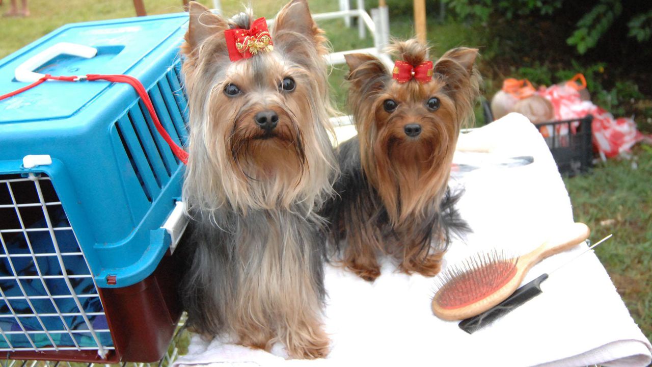 В Китай отвориха сладкарница за кучета